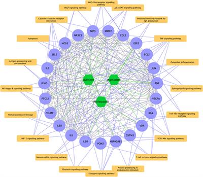 Molecular mechanism of Hedyotis Diffusae Herba in the treatment of lupus nephritis based on network pharmacology